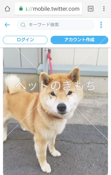 コメント投稿の画像