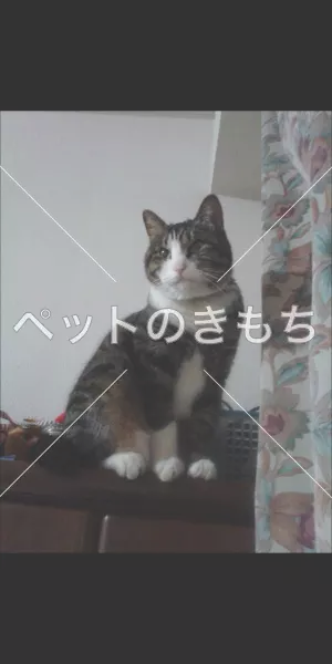 迷子猫の画像