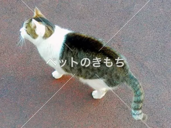 迷子猫の画像