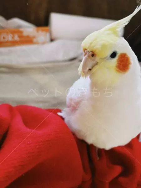 迷子鳥の画像