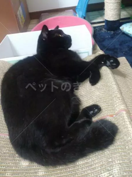 迷子猫の画像