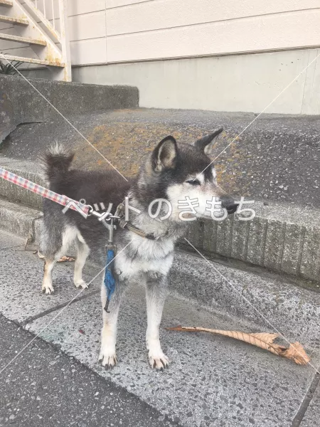保護犬の画像