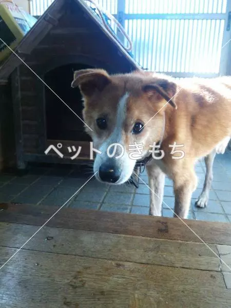 迷子犬の画像