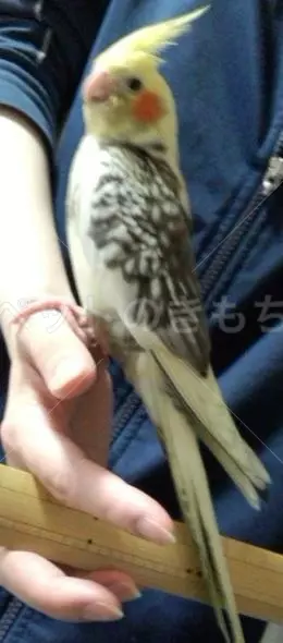 迷子鳥の画像