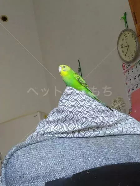 迷子鳥の画像