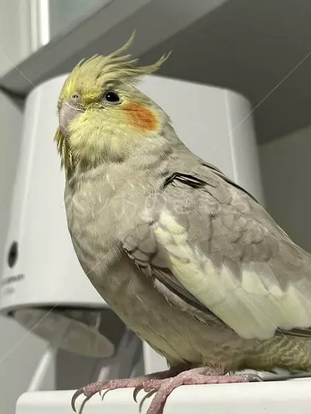 迷子鳥の画像