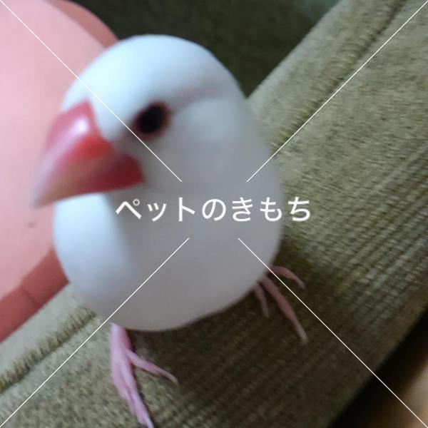 迷子鳥の画像