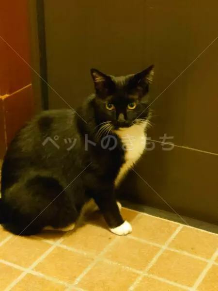 迷子猫の画像