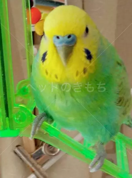 迷子鳥の画像