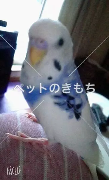 コメント投稿の画像