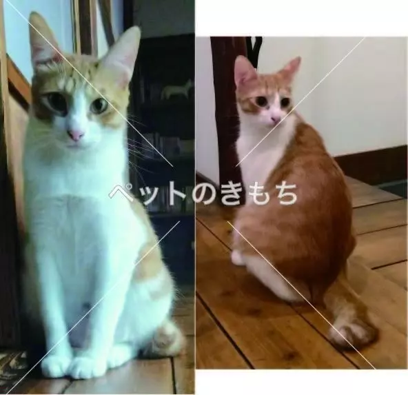迷子猫の画像