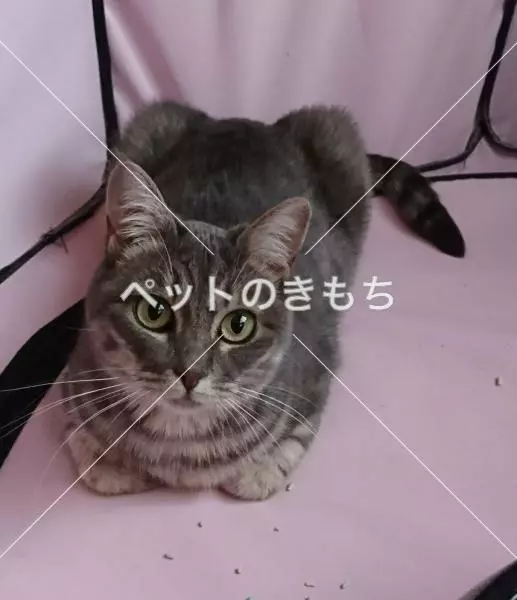迷子猫の画像