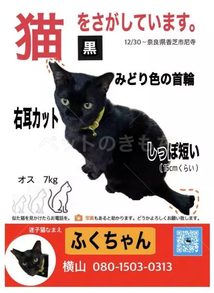 迷子猫の画像
