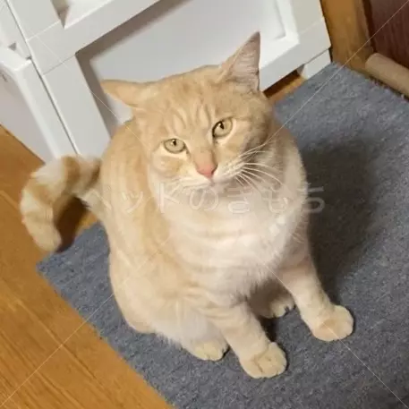 迷子猫の画像