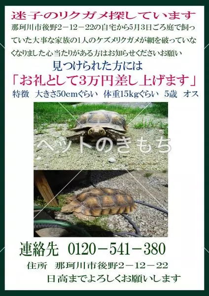 迷子ペットの画像