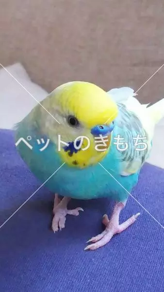迷子鳥の画像