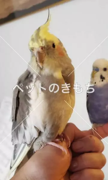 迷子鳥の画像