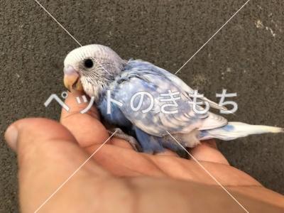 迷子鳥の画像