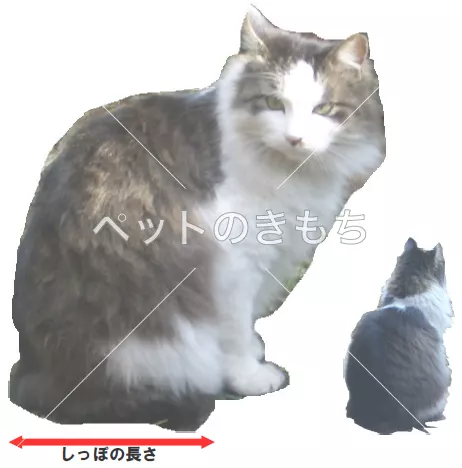 迷子猫の画像
