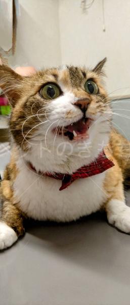 保護猫の画像