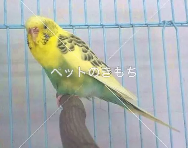 保護鳥の画像