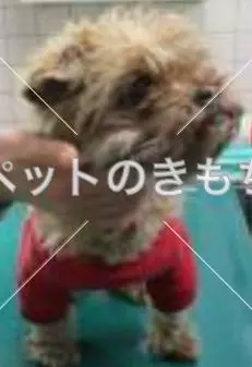 保護犬の画像