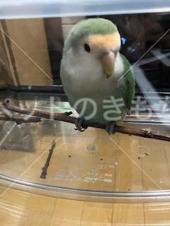 保護鳥の画像