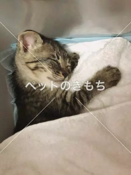 保護猫の画像