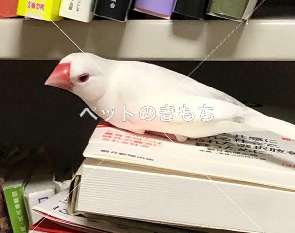 迷子鳥の画像