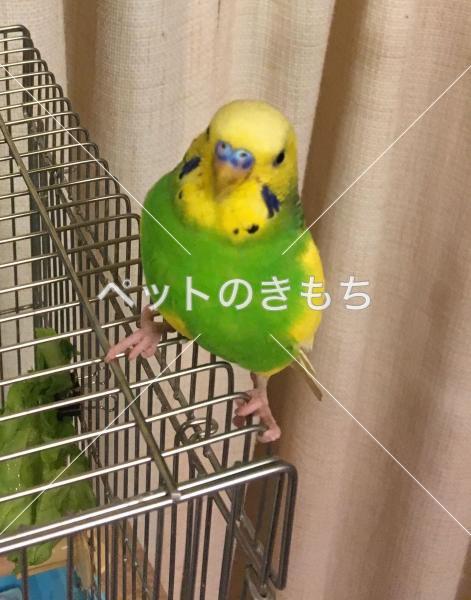 迷子鳥の画像