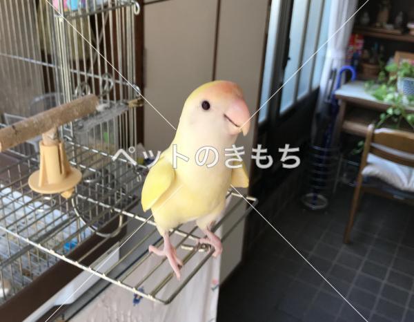 迷い鳥の写真