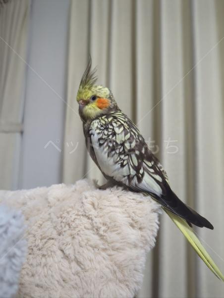 迷子鳥の画像