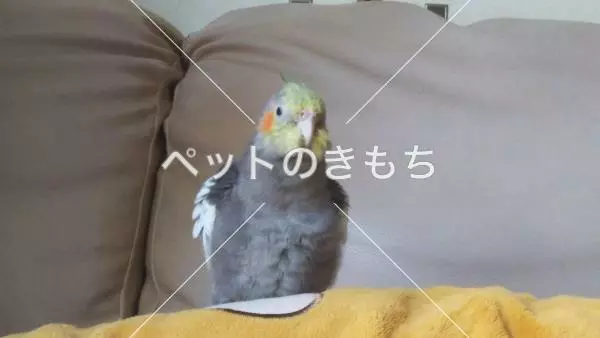 迷子鳥の画像