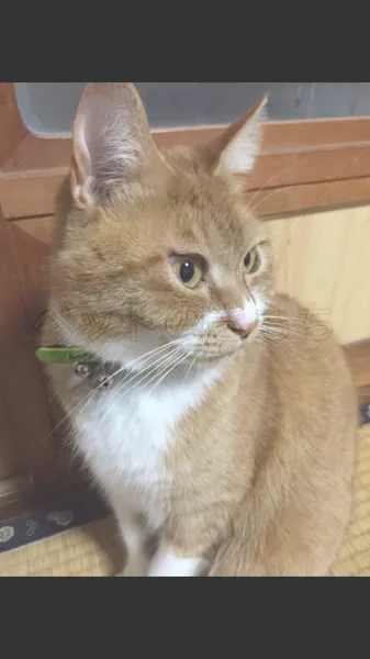 迷子猫の画像