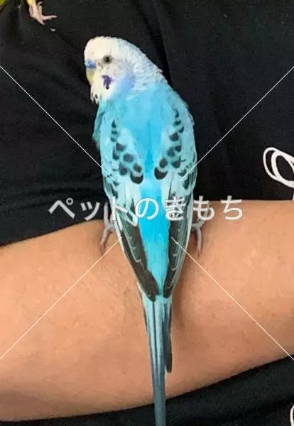 迷子鳥の画像