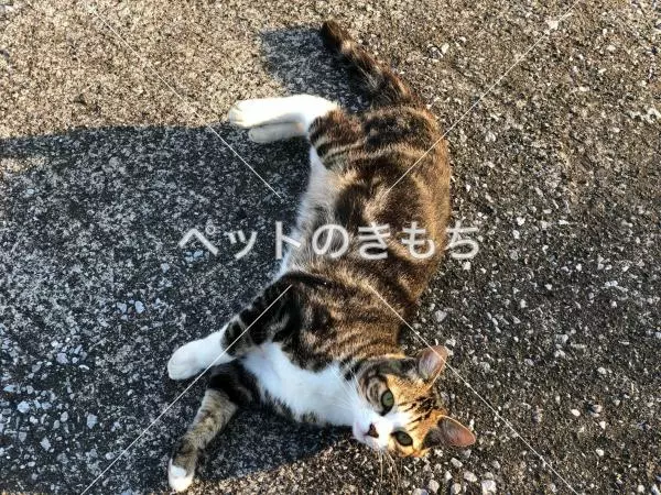保護猫の画像