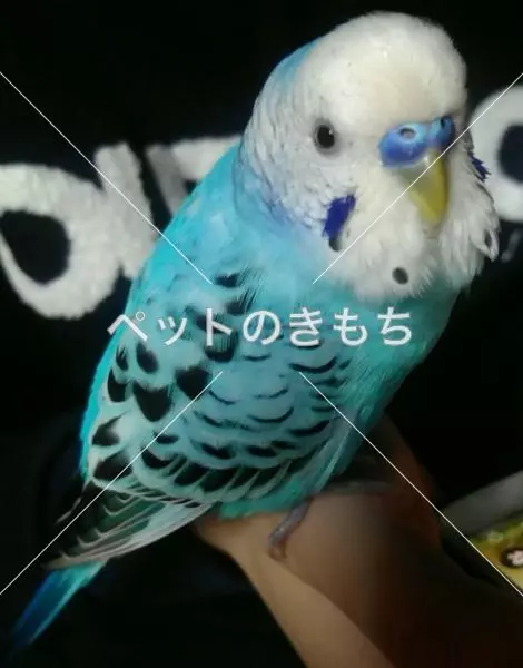 迷子鳥の画像