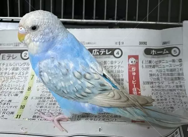 迷子鳥の画像