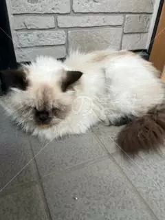 コメントの画像