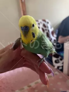 コメントの画像