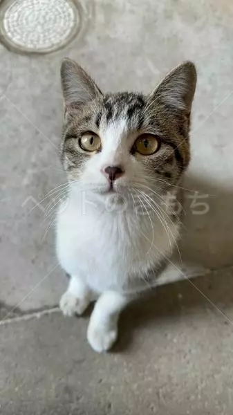 迷子猫の画像