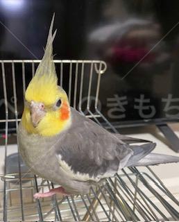 迷子鳥の画像