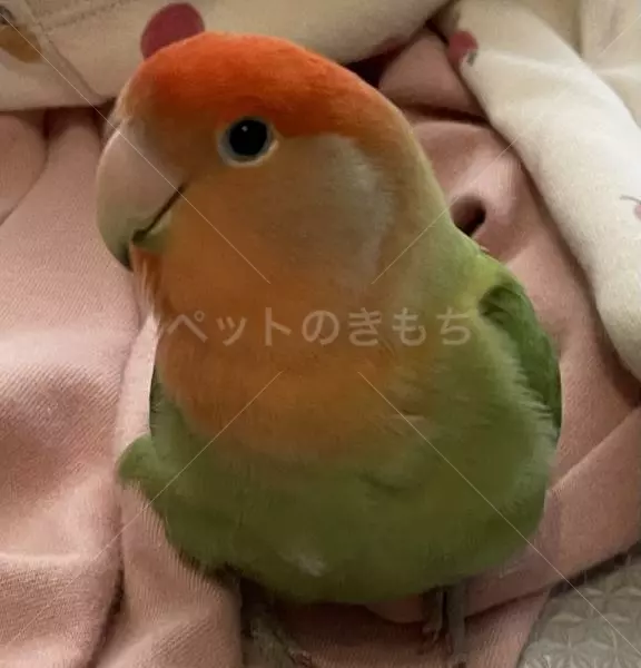 迷子鳥の画像