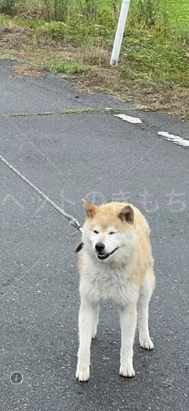迷子犬の画像