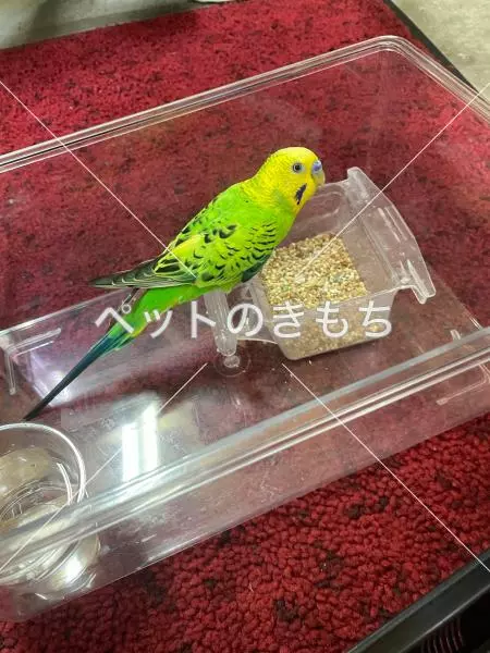 保護鳥の画像