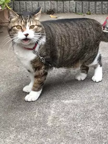 迷子猫の画像