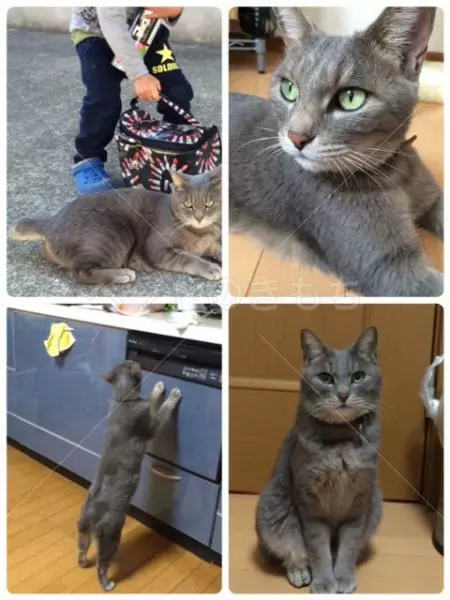 迷子猫の画像