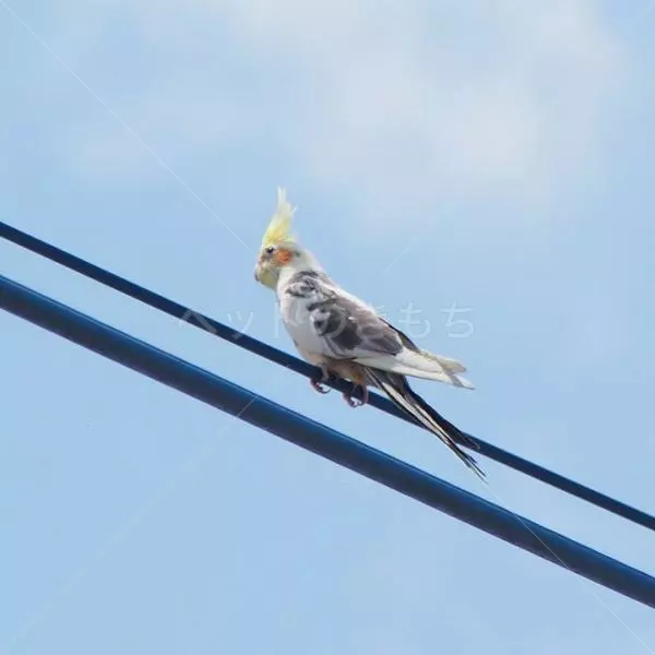 コメント投稿の画像