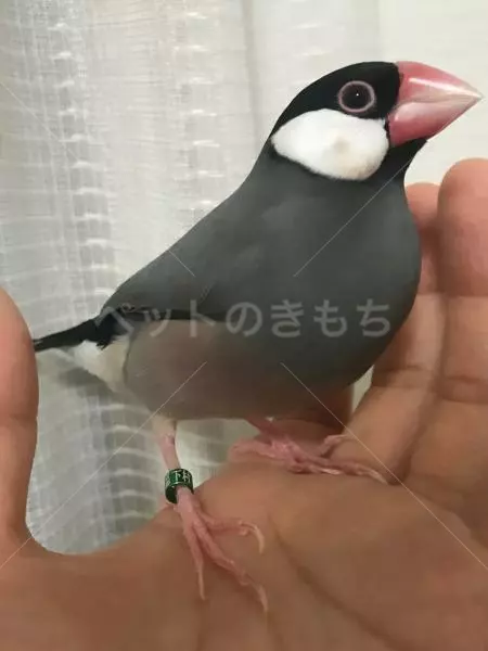 迷子鳥の画像