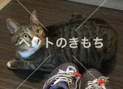 迷子猫の画像